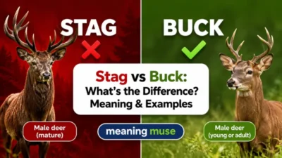 Stag vs Buck: What’s the Difference? Meaning & Examples